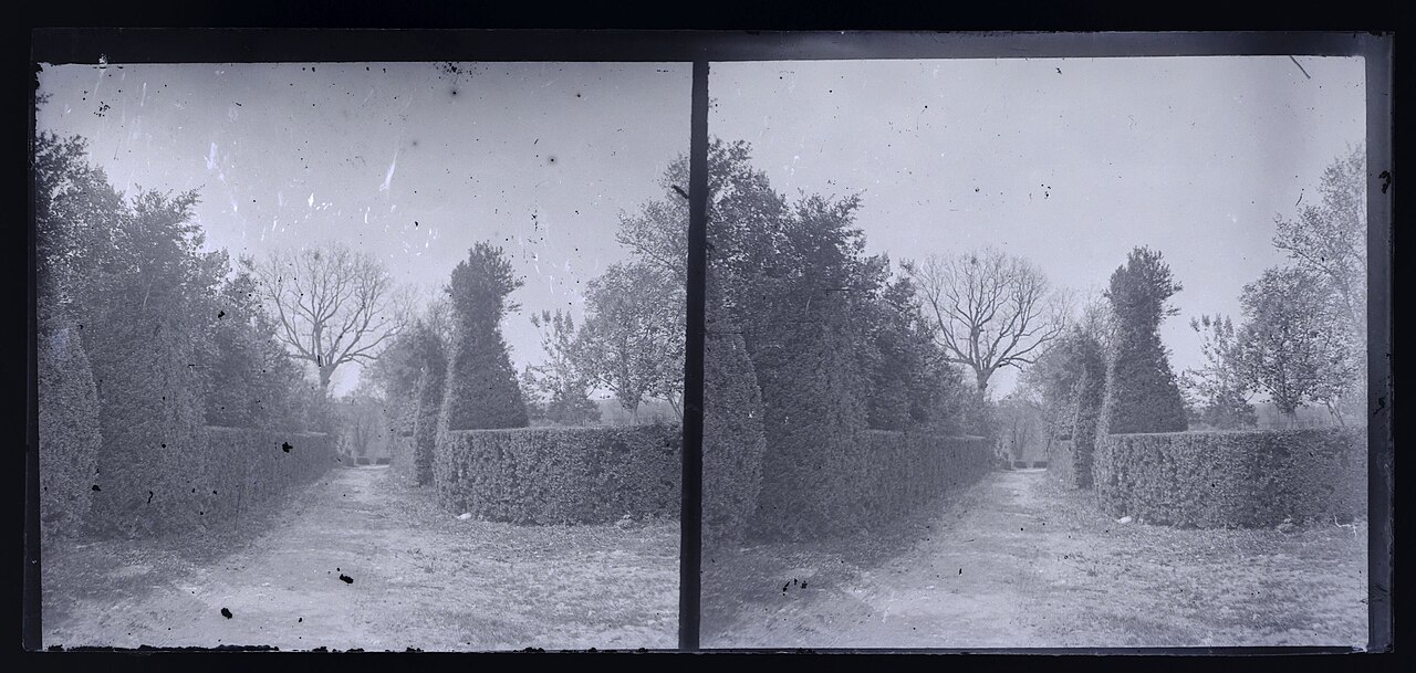 haie taillée jardin